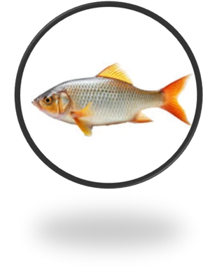 Astaxanthin som en potent antioxidant: Beskyttelse af fisk mod oxidativ stress